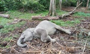 Anak Gajah Ditemukan Mati di TWA Buluh Cina Kampar