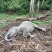 Anak Gajah Ditemukan Mati di TWA Buluh Cina Kampar
