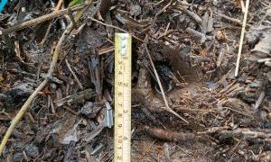 BKSDA Terima Laporan Petani di Siak Temukan Jejak Harimau di Kebun Sawit