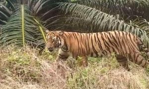 Diserang Harimau Sumatera di PT SPA, Arif Nyaris Tewas