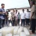 Gubri Tinjau Pabrik Es Balok dan Serahkan Bantuan 300 Ribu Benur Udang Vaname di Dumai