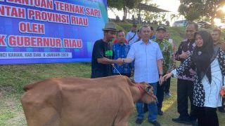 Pemprov Riau Serahkan 1.883 Ekor Sapi untuk 10 Daerah