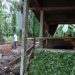 Ciptakan Kemandirian Energi di Desa, PHR Hadirkan 9 Unit Reaktor Biogas untuk Warga