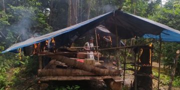 Petugas Musnahkan Empat Pondok Liar dan Tanaman Sawit di Rimbang Baling Kuansing Riau