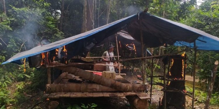 Petugas Musnahkan Empat Pondok Liar dan Tanaman Sawit di Rimbang Baling Kuansing Riau