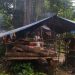 Petugas Musnahkan Empat Pondok Liar dan Tanaman Sawit di Rimbang Baling Kuansing Riau