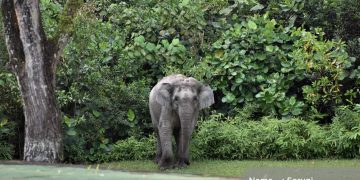 Hari Hutan Sedunia, Ikhtiar PHR Jaga Rimba Raya dan Populasi Gajah Sumatra