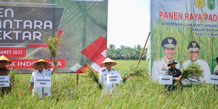 Pertanian di Kecamatan Rimbamelintang dan Sinaboi Sektor Ketahanan Pangan di Rokanhilir