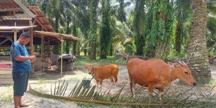 Jelang Idul Adha, Lalulintas Hewan Ternak Masuk Riau Diperketat