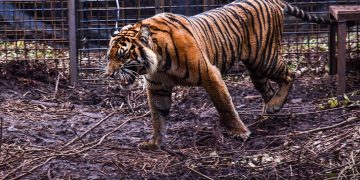 Lokasi Konflik Harimau dengan Manusia di Inhil Marak Pembalakan Liar