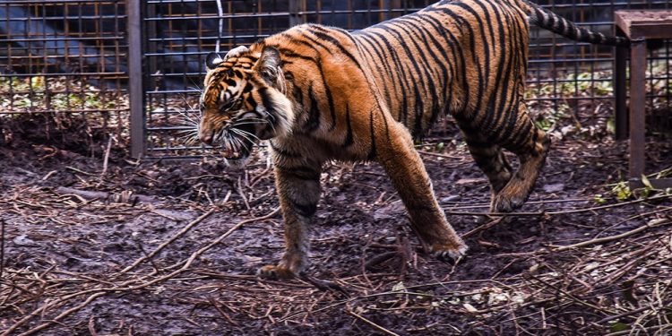 Lokasi Konflik Harimau dengan Manusia di Inhil Marak Pembalakan Liar