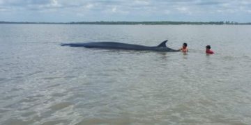 Ada Ikan Paus Terdampar di Rohil, Nelayan Sigap Lakukan Penyelamatan