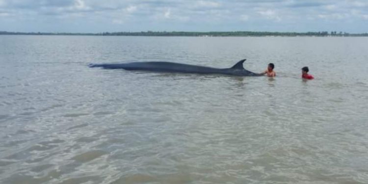 Ada Ikan Paus Terdampar di Rohil, Nelayan Sigap Lakukan Penyelamatan