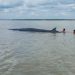 Ada Ikan Paus Terdampar di Rohil, Nelayan Sigap Lakukan Penyelamatan