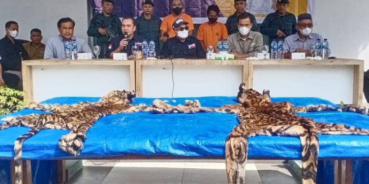 Gakkum LHK Tangkap Dua Penjual Kulit Harimau, Tunggu Pembeli di Bunut Pelalawan