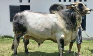 Sapi Kurban Presiden Jokowi Milik Peternak di Inhu Dibeli Seharga Rp 92,5 Juta