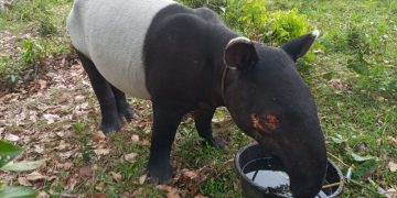 Warga Inhil Riau Temukan Tapir Terperosok di Parit