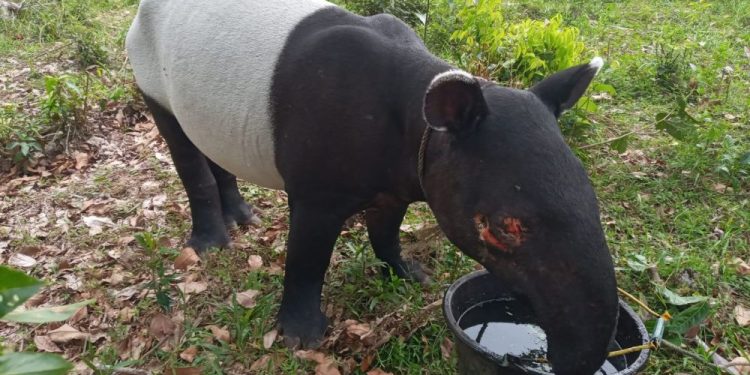 Warga Inhil Riau Temukan Tapir Terperosok di Parit