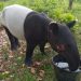 Warga Inhil Riau Temukan Tapir Terperosok di Parit