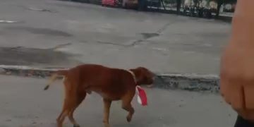 Beredar Vidio, Anjing dikalungi Bendera Merah Putih oleh Staf PKS SAS Muara Basung