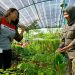 Dulu dianggap Hama, Sekarang dirindukan Keberadaannya Agroforestri Upaya PHR dan RSF Selamatkan Habitat Gajah 