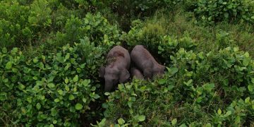 Gajah Hewan Setia dan Mengerti Dengan Kawanannya.