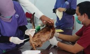 1.586 Ekor Hewan Ikuti Vaksinasi Rabies Gratis di Riau