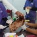 1.586 Ekor Hewan Ikuti Vaksinasi Rabies Gratis di Riau