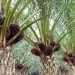 Harga TBS Kelapa Sawit Petani Swadaya Riau Dibayar Rp2.470,38 per Kg