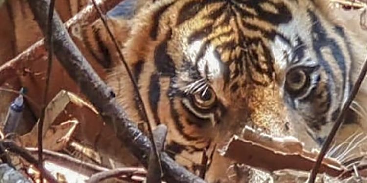 Nyaris Tewas, Kaki Bocah di Siak Ditarik Harimau