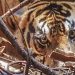 Nyaris Tewas, Kaki Bocah di Siak Ditarik Harimau