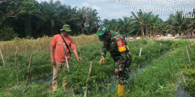 Demplot Han Anggota Koramil 0321-05/RM Dampingi Petani Dalam Perawatan Cabai