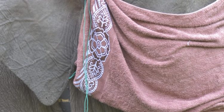 Satu Rumah Rusak, Ulah Gajah ‘Codet’ Yang Tersisa di Duri