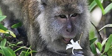 Cinta Monyet: Secuil Kisah di Balik Kedatangan Jokowi