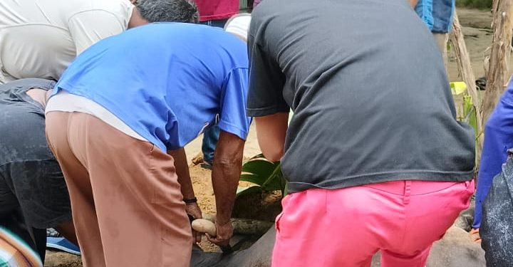 Idul Adha 1445 Hijriyah, PT BPS Salurkan Seekor Sapi Kurban ke Lingkungan Operasional