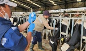 531 Sapi di Bengkalis Sudah Divaksin PMK, Vaksinasi Terus Berlanjut