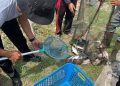 Program Pembinaan Berhasil, Lapas Kelas IIA Bengkalis Sukses Panen Raya Ikan Patin