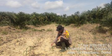 Polsek Mandau Kelola Lahan Jagung Program 1 Juta Hektar, Polres Bengkalis Dukung Ketahanan Pangan Nasional