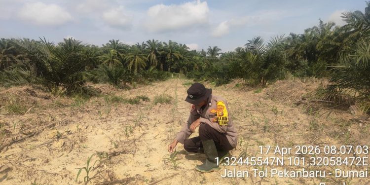 Polsek Mandau Kelola Lahan Jagung Program 1 Juta Hektar, Polres Bengkalis Dukung Ketahanan Pangan Nasional