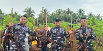 Posal Bengkalis-Muntai Panen Raya Ubi Kayu 60 Ton, di Lahan 4 Hektar
