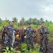 Posal Bengkalis-Muntai Panen Raya Ubi Kayu 60 Ton, di Lahan 4 Hektar